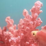 MASTROiNCHIOSTRO_stampa_grafica_web_living_coral_pantone_2019